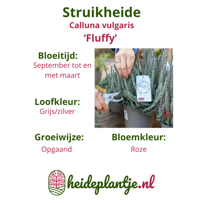 Struikheide | Calluna vulgaris. 'Fluffy' P6 Struikheide | Calluna vulgaris. 'Fluffy' P6