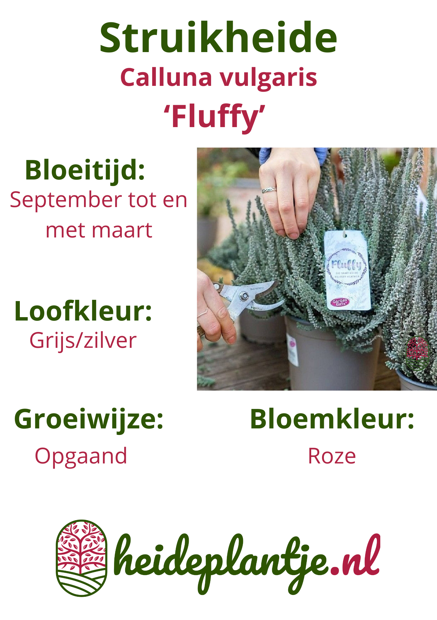 Struikheide | Calluna vulgaris. 'Fluffy' P6  Struikheide | Calluna vulgaris. 'Fluffy' P6