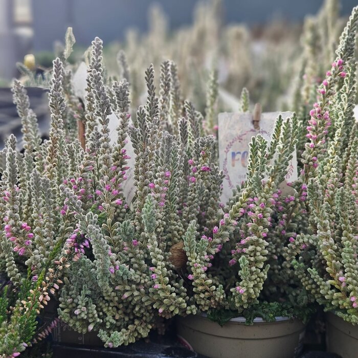 Struikheide | Calluna vulgaris. 'Fluffy' P6 Struikheide | Calluna vulgaris. 'Fluffy' P6
