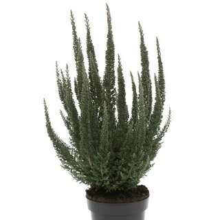 Calluna vulgaris 'Skyline Cologne'