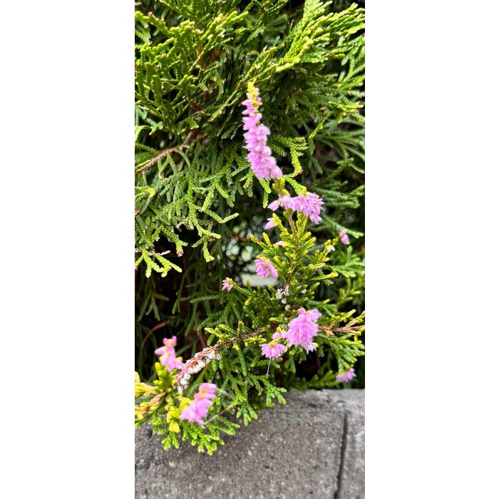 Struikheide | Calluna vulgaris. 'Boskoop' P9.5