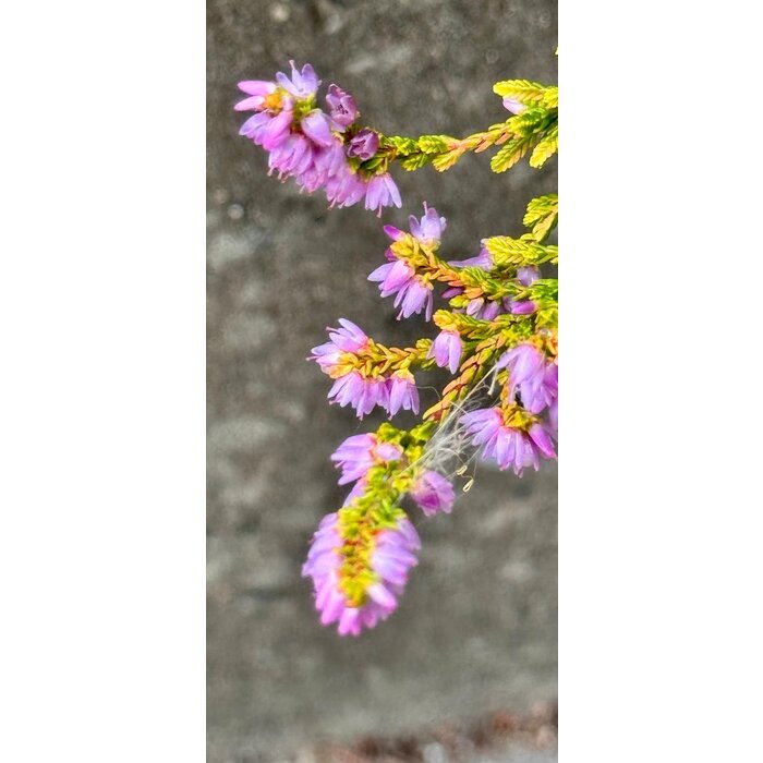 Struikheide | Calluna vulgaris. 'Boskoop' P9.5