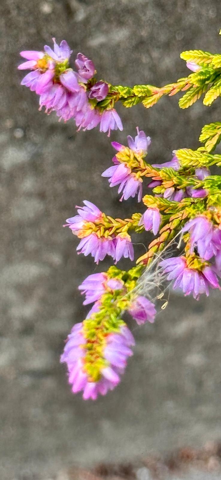 Struikheide | Calluna vulgaris. 'Boskoop' P9.5