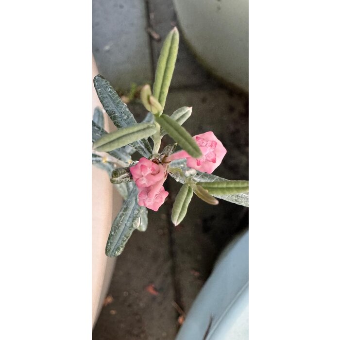 Rotsheide / Lavendelheide | Andromeda polifolia 'Blue Ice' P9,5