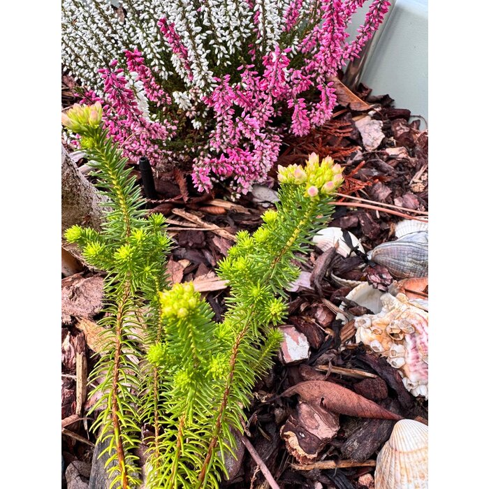 Erica verticillata - 'Afrikaanse' heide P9,5