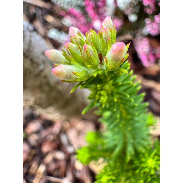 Erica verticillata - 'Afrikaanse' heide P9,5