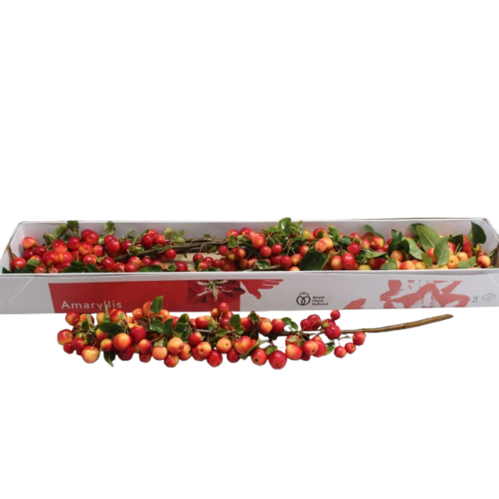 Takken met appeltjes (per 5st)