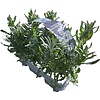 Lavendel | Lavandula angustifolia - White 'Fresh from Nature'
