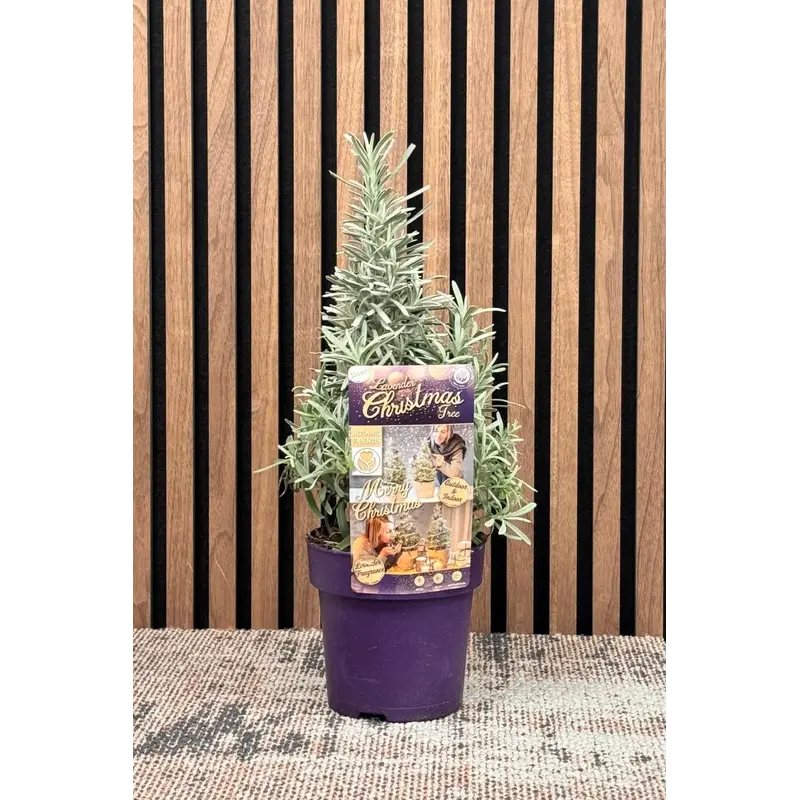 Lavandula angustifolia 'Christmas Tree' - Lavendel kerstboompje P15