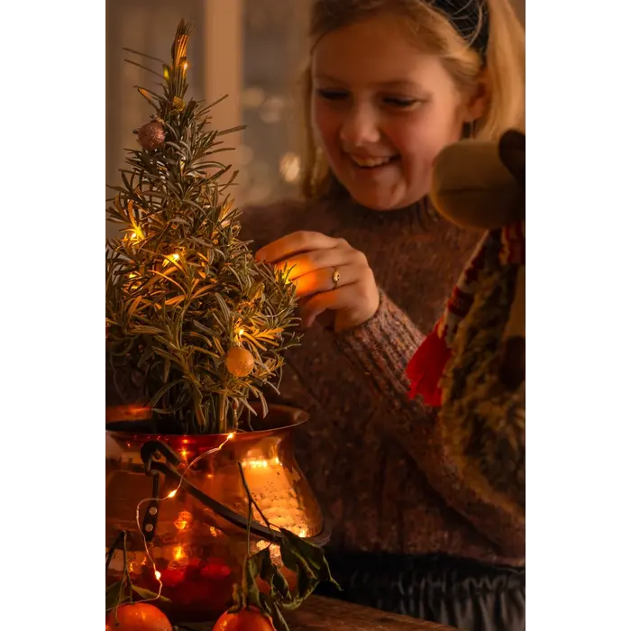 Lavandula angustifolia 'Christmas Tree' - Lavendel kerstboompje P15 Lavandula angustifolia 'Christmas Tree' - Lavendel kerstboompje P15