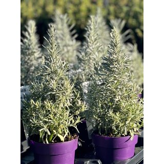 Lavandula angustifolia 'Tree' - Lavendel boompje P15