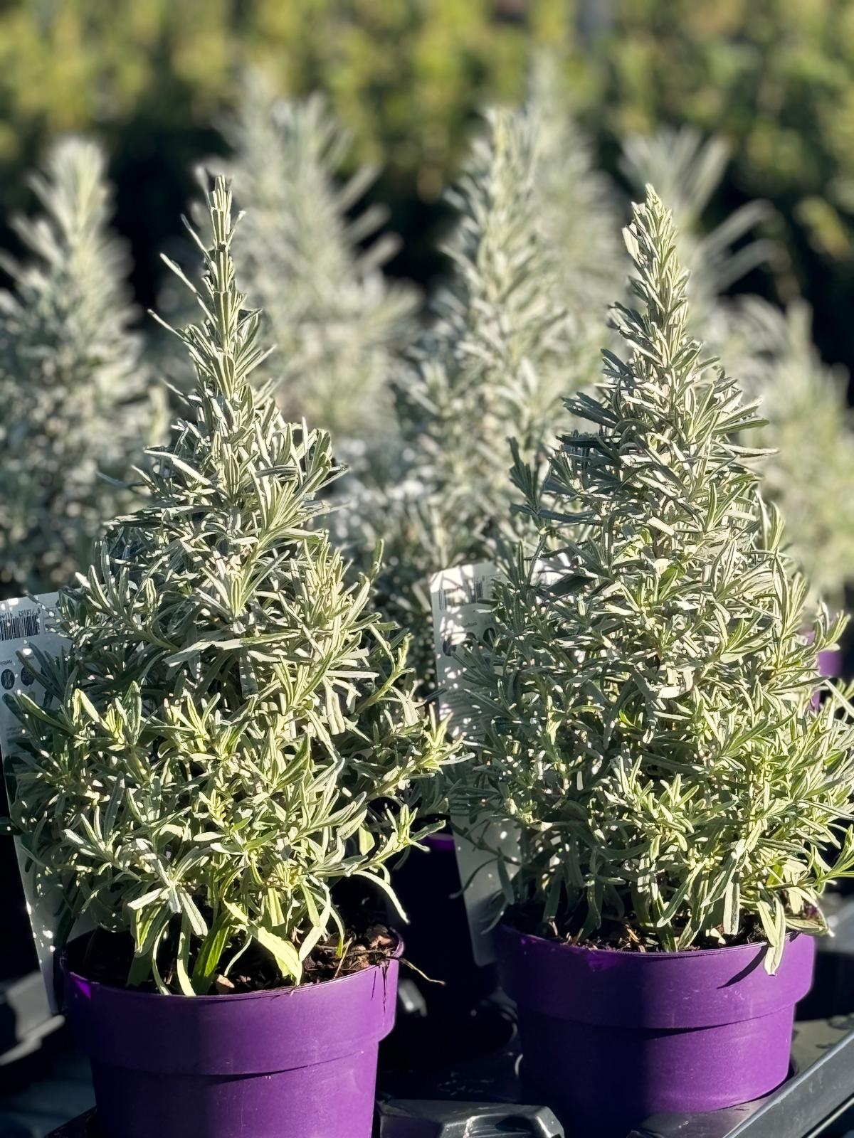 Lavandula angustifolia 'Tree' - Lavendel boompje P15  Lavandula angustifolia 'Tree' - Lavendel boompje P15