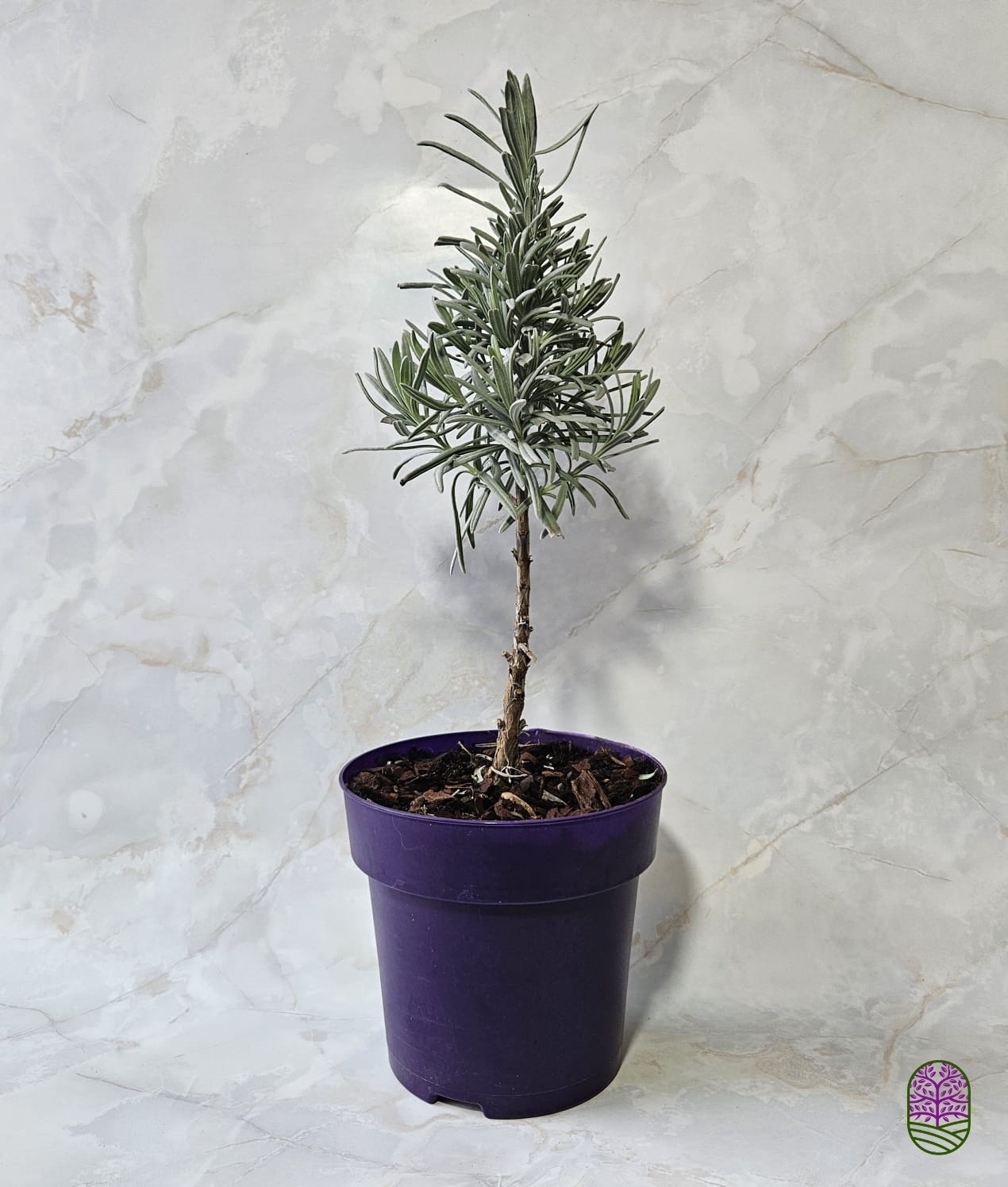 Lavandula angustifolia 'Tree' - Lavendel boompje P15  Lavandula angustifolia 'Tree' - Lavendel boompje P15