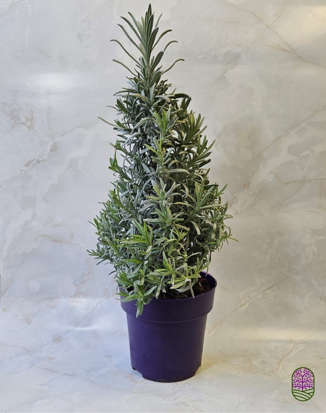 Lavandula angustifolia 'Tree' - Lavendel boompje P15  Lavandula angustifolia 'Tree' - Lavendel boompje P15