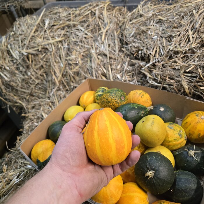 Sierkalebassen 5 stuks