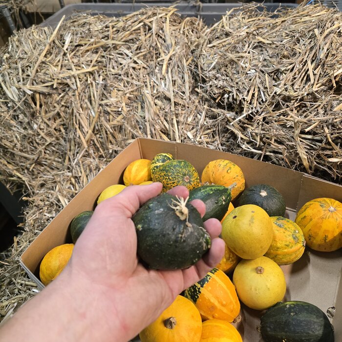 Sierkalebassen 5 stuks