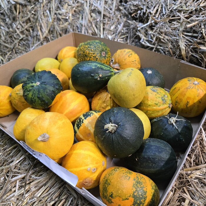 Sierkalebassen 5 stuks