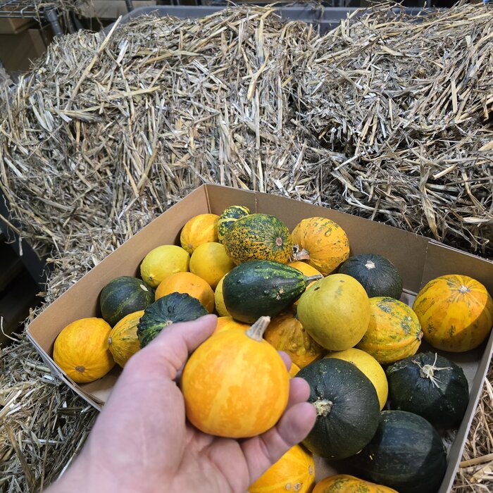 Sierkalebassen 5 stuks