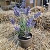 Kunststof Lavendel in pot H33cm