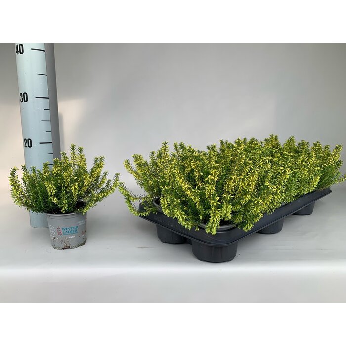 Erica carnea 'Winter Ladies' - Mix P9