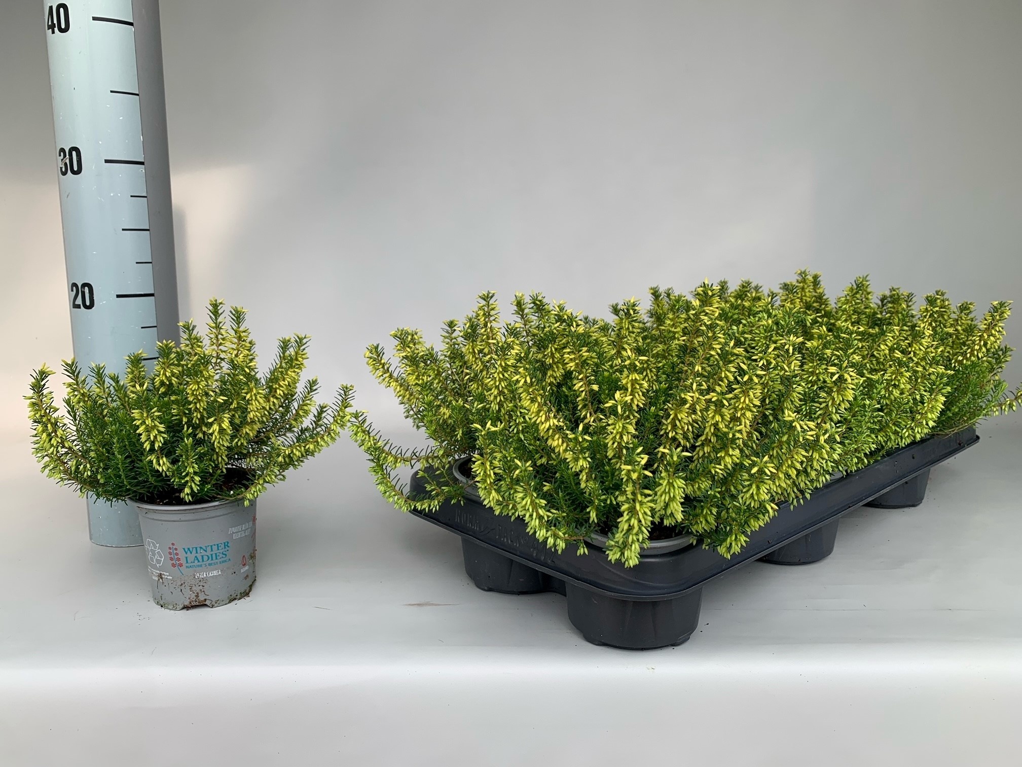 Erica carnea 'Winter Ladies' - Mix roze/wit P6