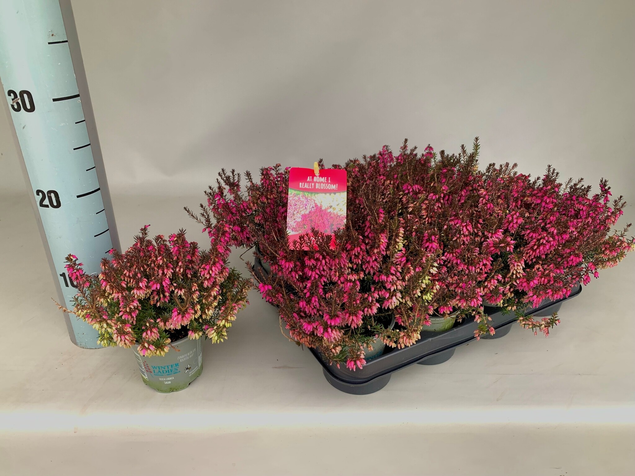 Erica carnea 'Winter Ladies' - Mix roze/wit P6
