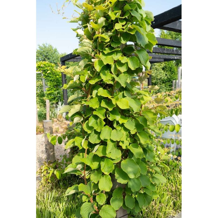 Kiwiplant Actinidia delciosioa ‘Jenny’  zelfbestuivend 2,0L