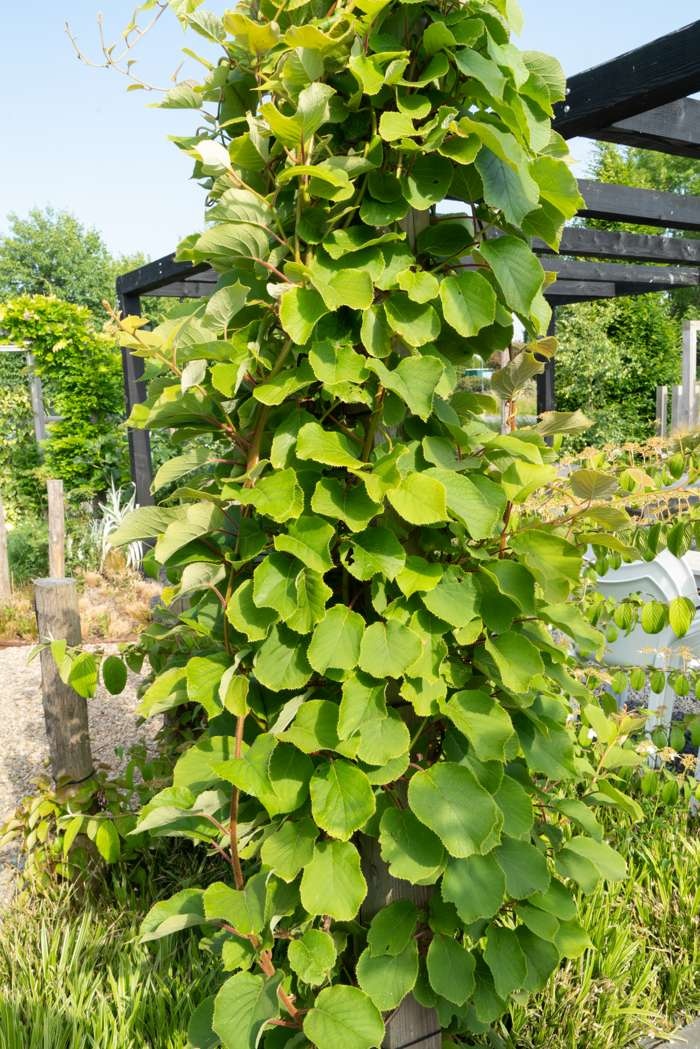 Kiwiplant Actinidia delciosioa ‘Jenny’  zelfbestuivend 2,0L