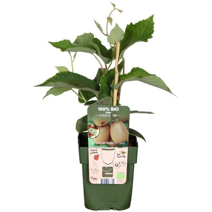 Kiwiplant Actinidia delciosioa ‘Jenny’  zelfbestuivend 2,0L
