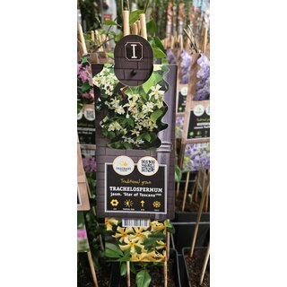 Toscaanse Jasmijn Trachelospermum jasminoides 'Star of Toscane'  55cm