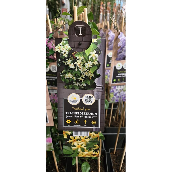 Toscaanse Jasmijn Trachelospermum jasminoides 'Star of Toscane' 55cm
