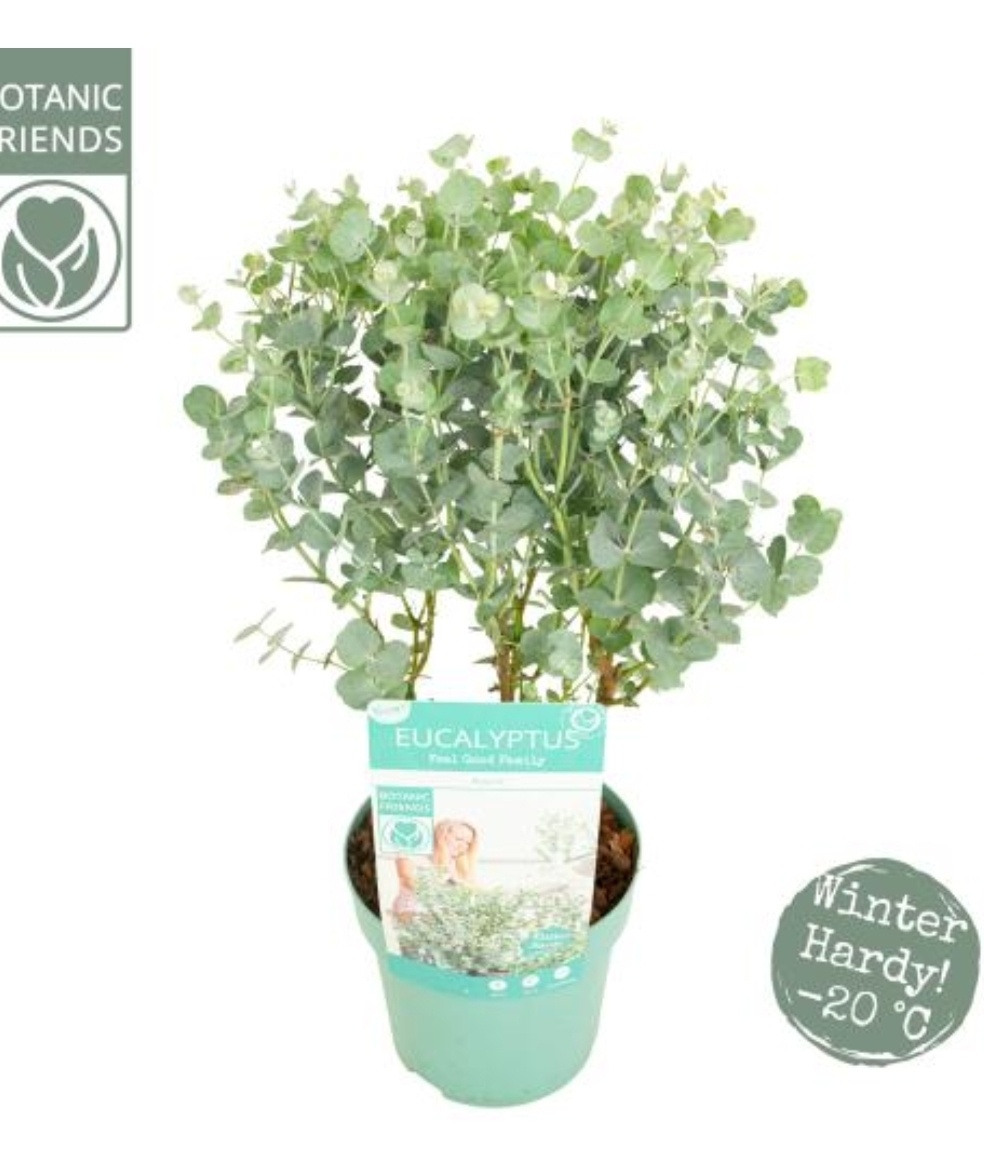 Eucalyptus Eucalyptus gunnii 'Azura' Winterhard