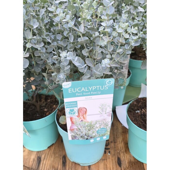 Eucalyptus Eucalyptus gunnii 'Azura' Winterhard 40-50cm