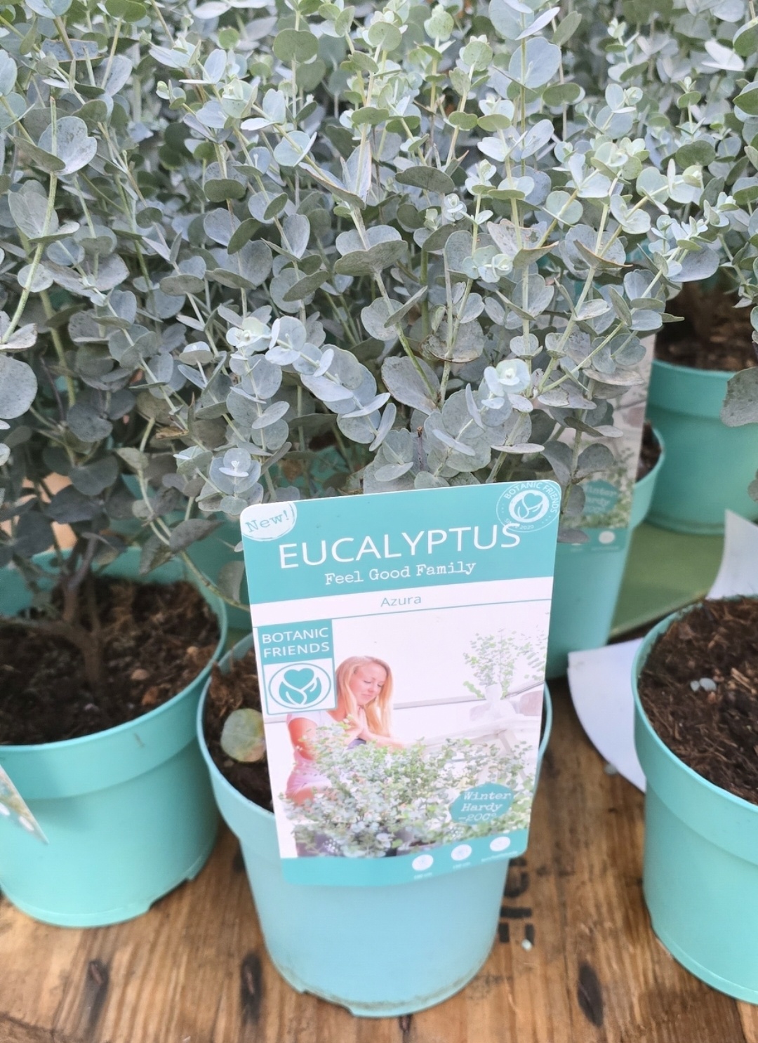 Eucalyptus Eucalyptus gunnii 'Azura' Winterhard 40-50cm