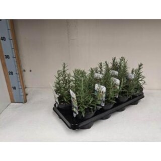 Rozemarijn 'Rosmarinus officinalis' biologisch p13