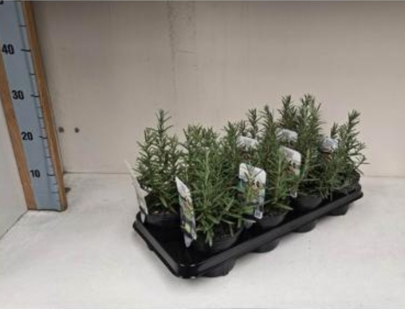 Rozemarijn 'Rosmarinus officinalis' biologisch p13