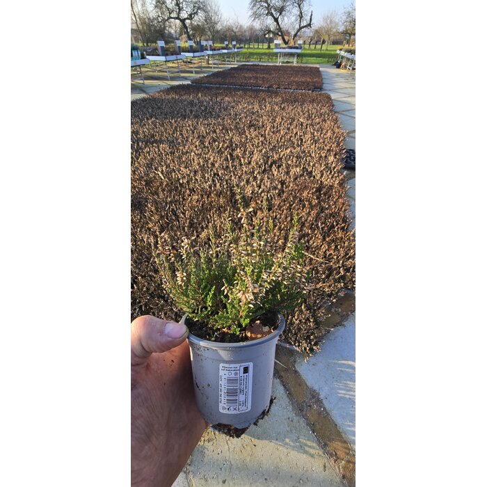 Calluna vulgaris. 'Garden Girls' mix Paars/Roze 8/12cm p6