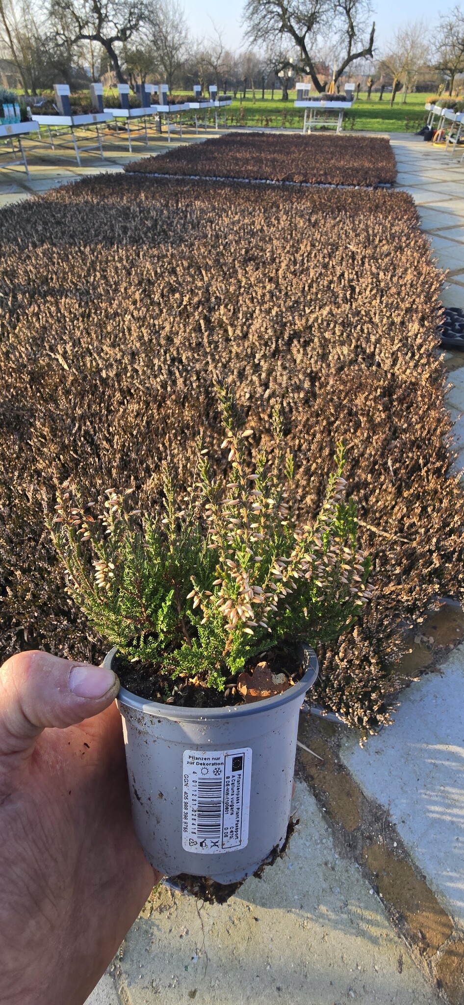 Calluna vulgaris. 'Garden Girls' mix Paars/Roze 8/12cm p6