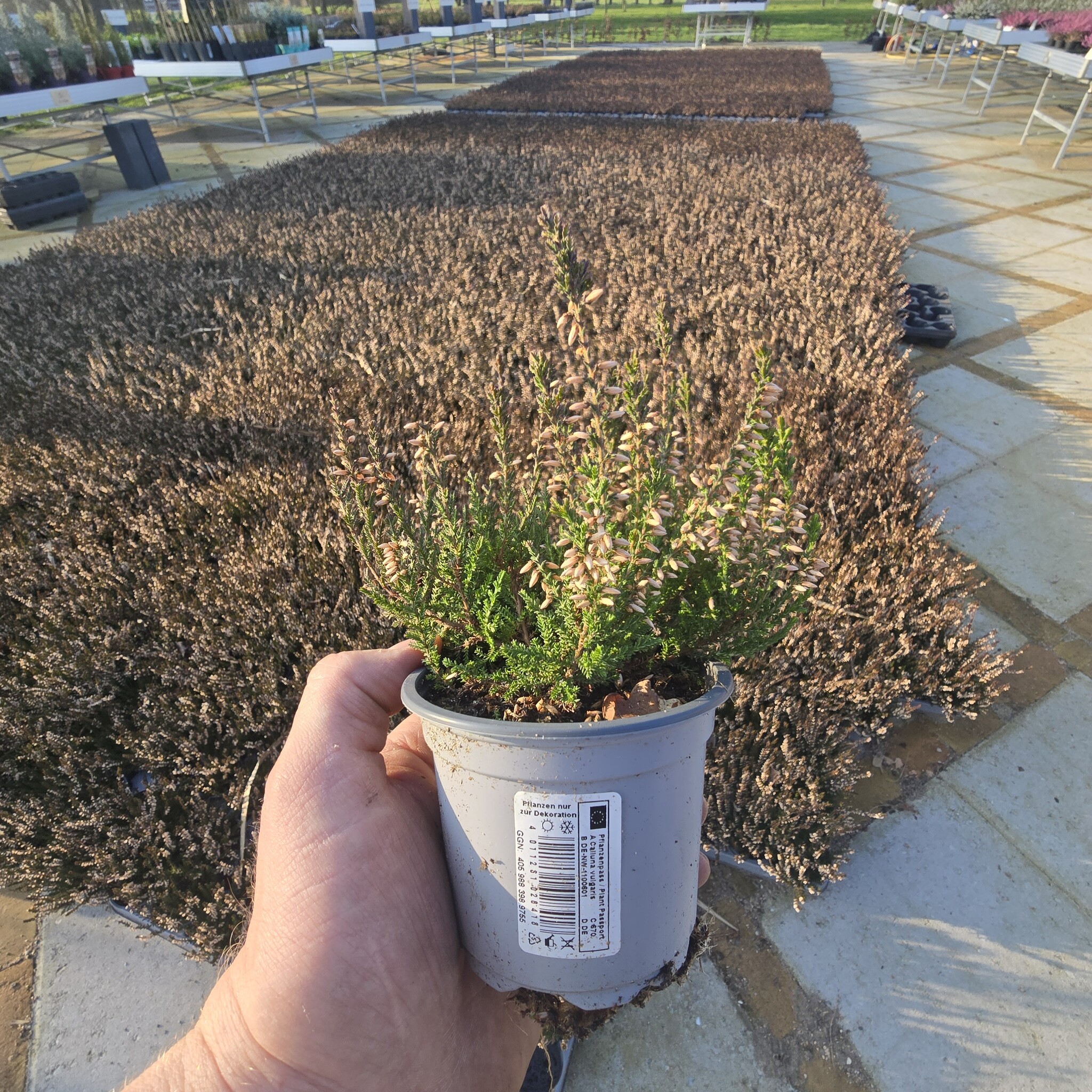 Calluna vulgaris. 'Garden Girls' mix Paars/Roze 8/12cm p6