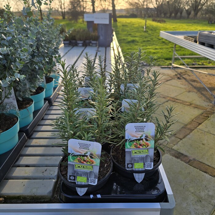 Rozemarijn 'Rosmarinus officinalis' biologisch p13
