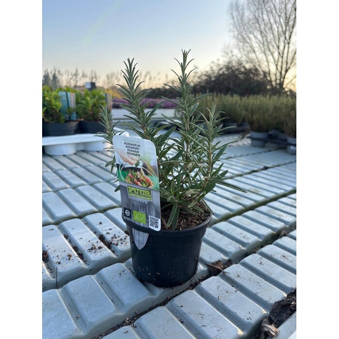 Rozemarijn 'Rosmarinus officinalis' biologisch p13