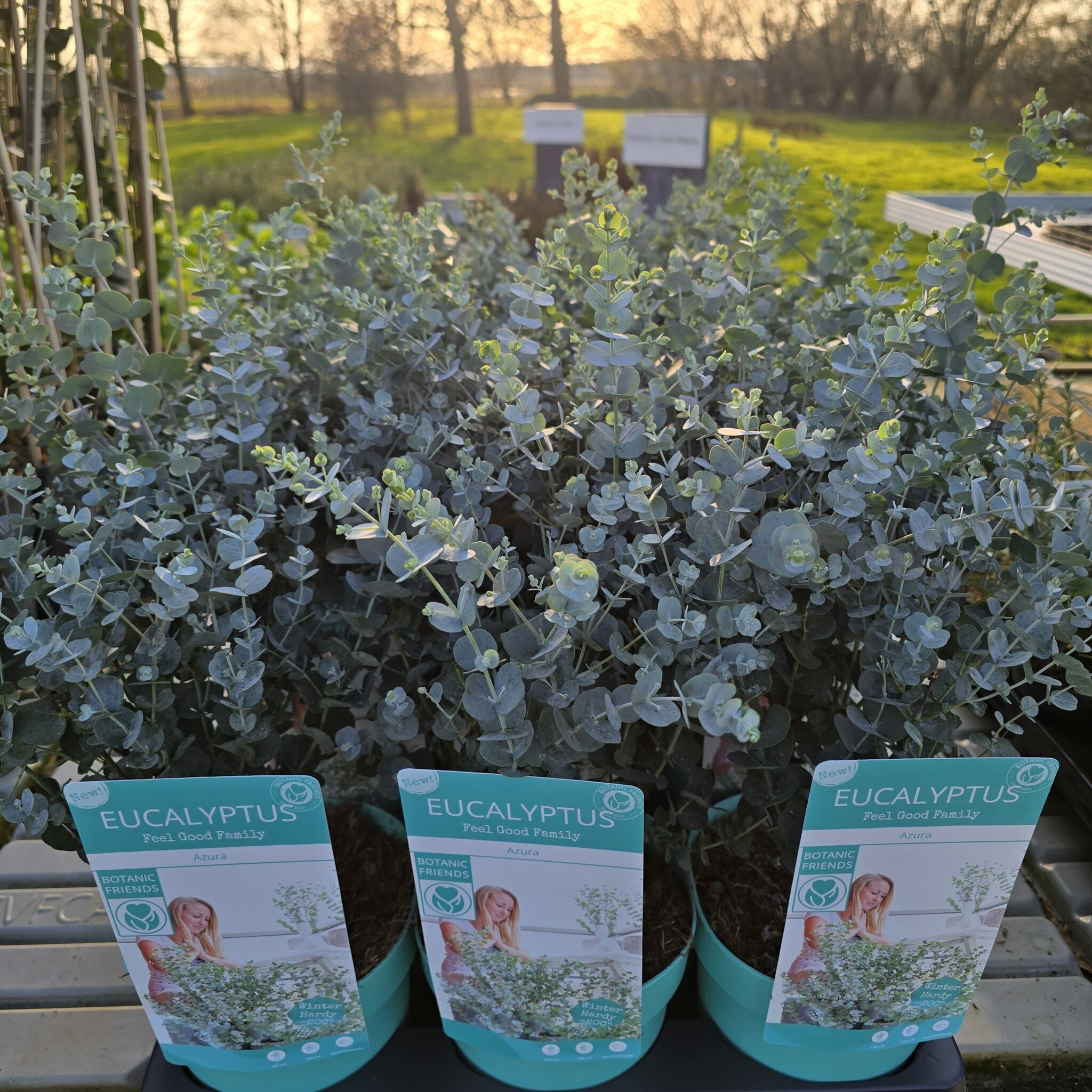 Eucalyptus Eucalyptus gunnii 'Azura' Winterhard 40-50cm