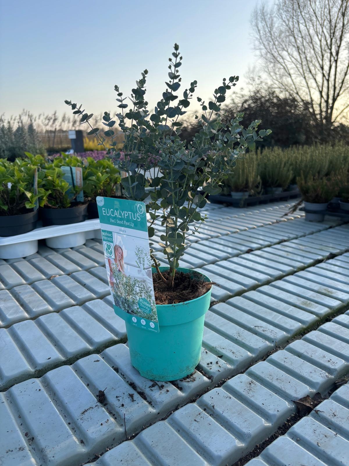 Eucalyptus Eucalyptus gunnii 'Azura' Winterhard 40-50cm