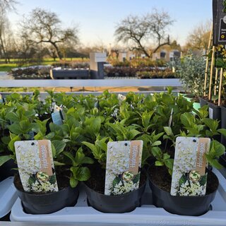 Hortensia Hydrangea hybr. 'Macrophylla'
