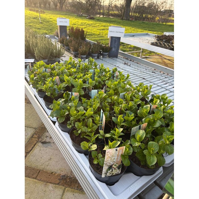 Hortensia Hydrangea hybr. 'Runaway Bride'