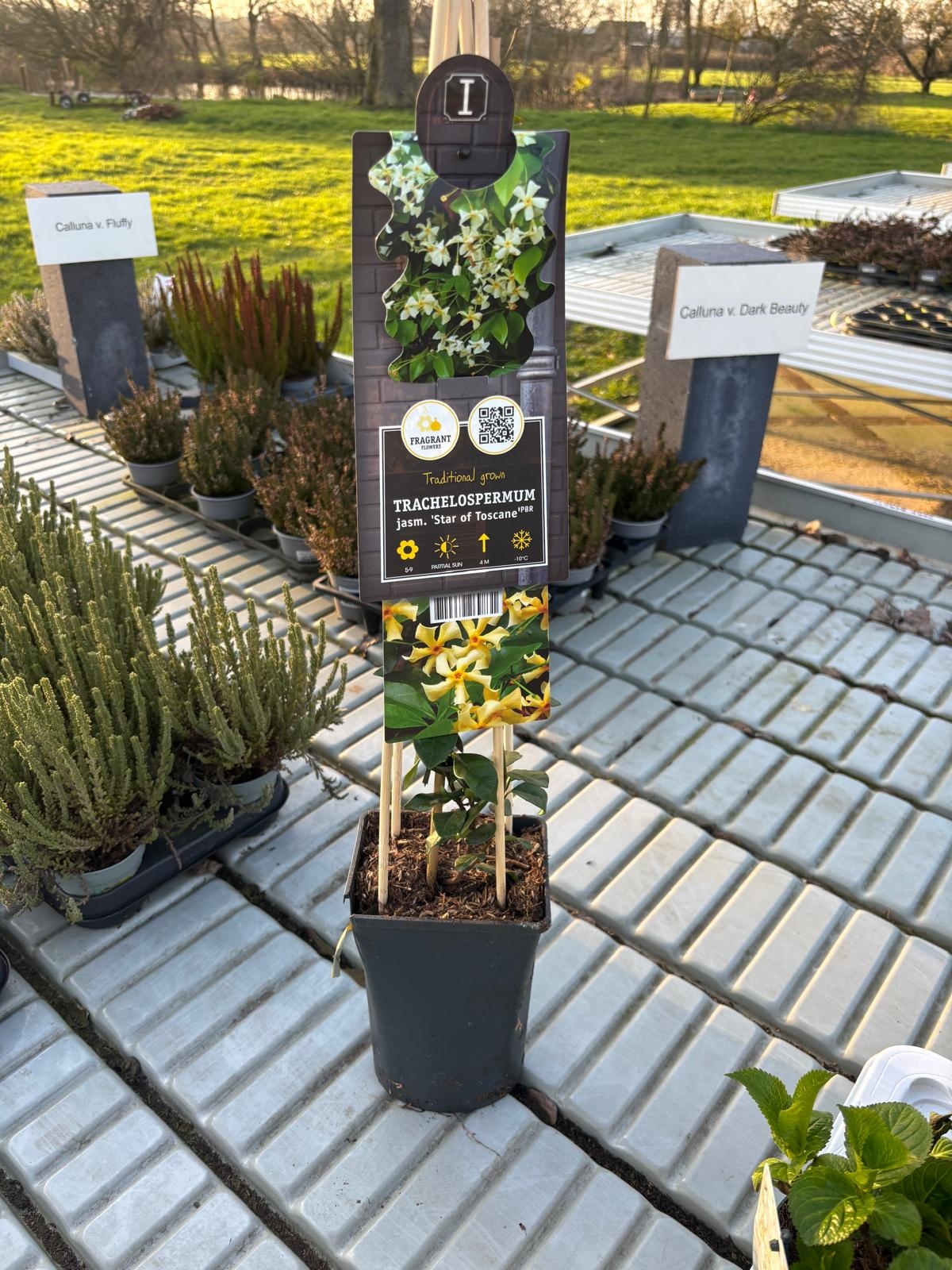 Toscaanse Jasmijn Trachelospermum jasminoides 'Star of Toscane' 55cm