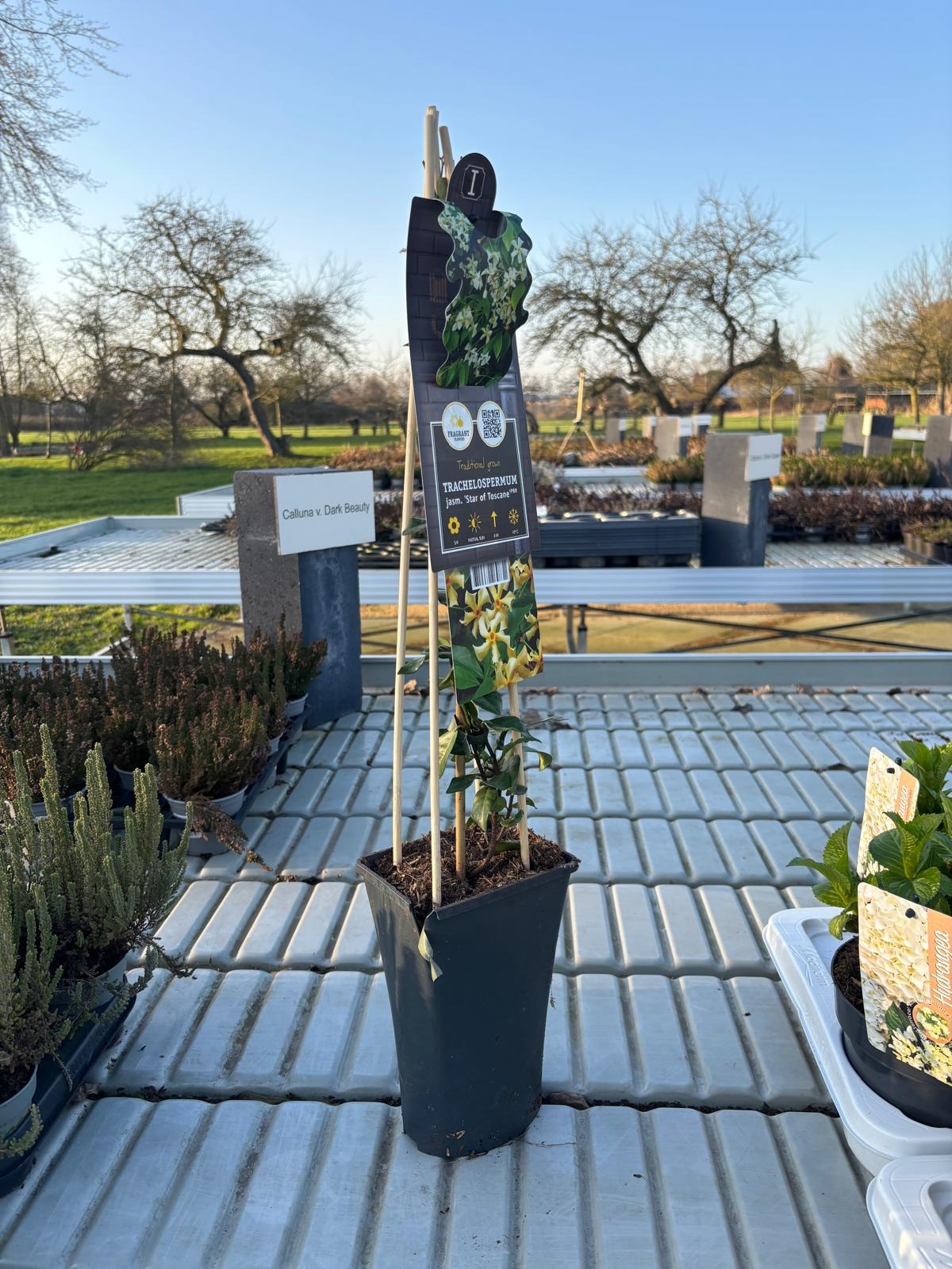 Toscaanse Jasmijn Trachelospermum jasminoides 'Star of Toscane' 55cm