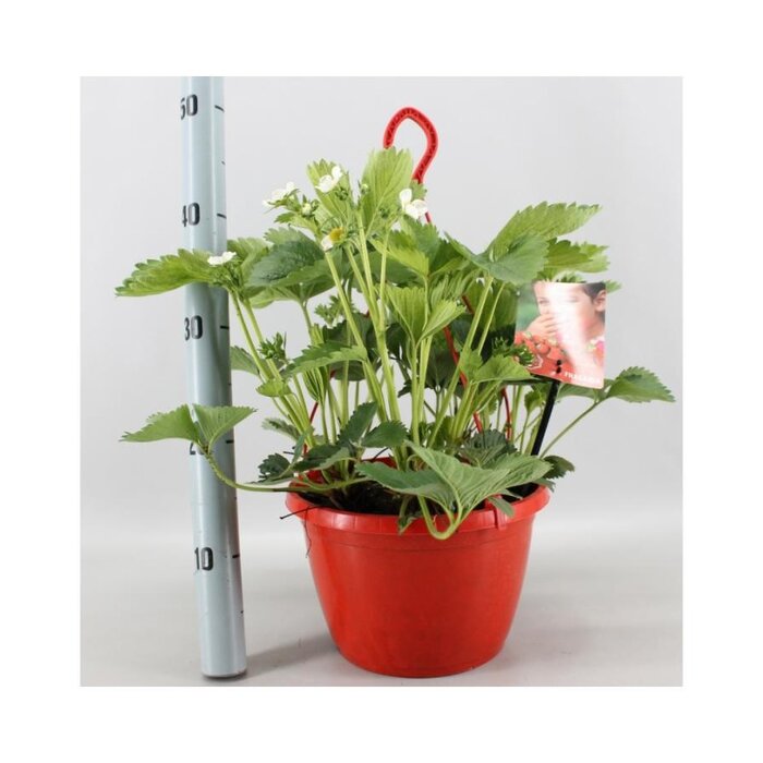 Aardbei hangpot Tenira P25