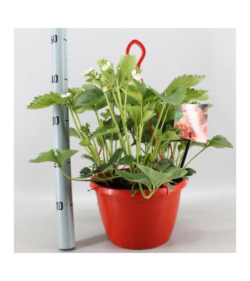 Aardbei hangpot Tenira P25