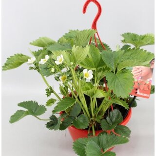 Aardbei Tenira hangpot P25